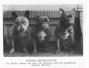 1920's photo of 3 different ear sets on French Bulldogs