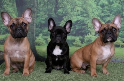 Sibling Frenchie Pups