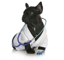 Dr. Frenchie